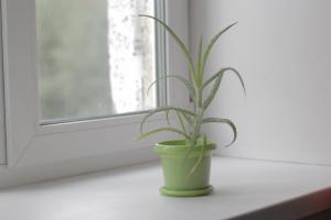 Aloe aloe vera dan "Stoletnik" farklılık? Bonus - - bitkilerin iyileştirici özellikleri bakımı ve hakkında daha fazla bilgi