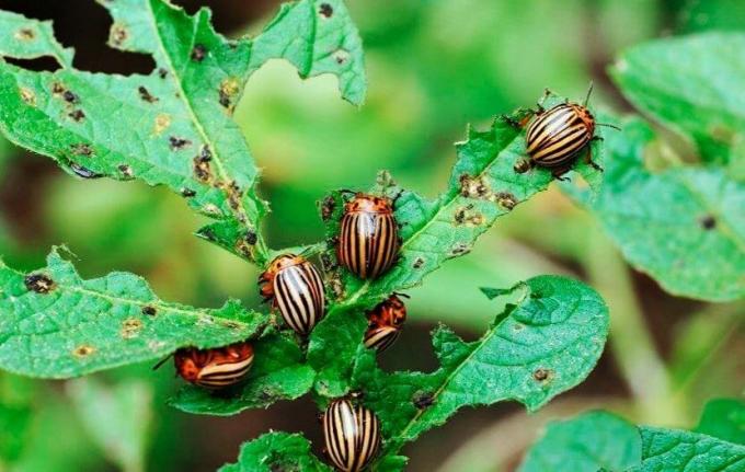| Kovucu hardal böceği kurtulmak yardımcı olacaktır ZikZak