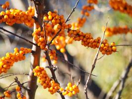 3 rehin büyük mahsul: sonbaharda Oblepiha meyveleri ile ne yapmalı