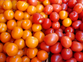 Sera domates çeşitleri 6 getirili
