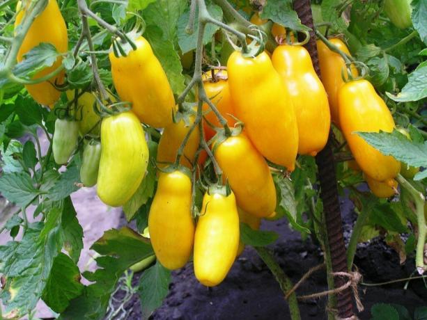 Fotoğrafta Yeni yetiştirilen "Muz Ayaklar", bahçede olgunlaşır domates