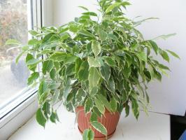 Ficus Benjamina kış: zavallıcık nasıl yardım, yapraklarını dökmeden