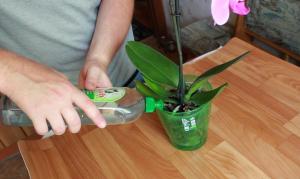 Ne sıklıkta ve nasıl orkide ev sulamak için