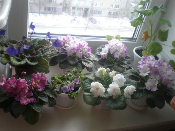 Nadir varyant: menekşeler, kışın çiçekli. görüntüle: http://ssdosug.ru