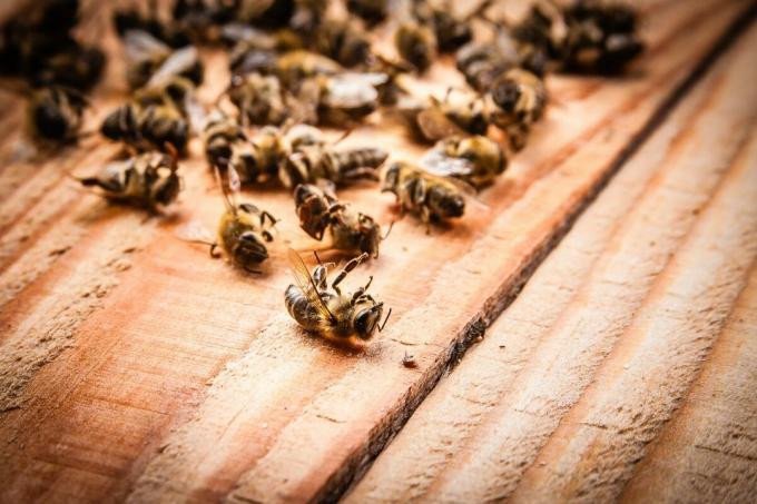 2019 yılında arıların kitle ölümü | ZikZak